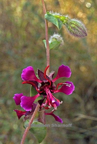 clarkia unguiculata 1 graphic